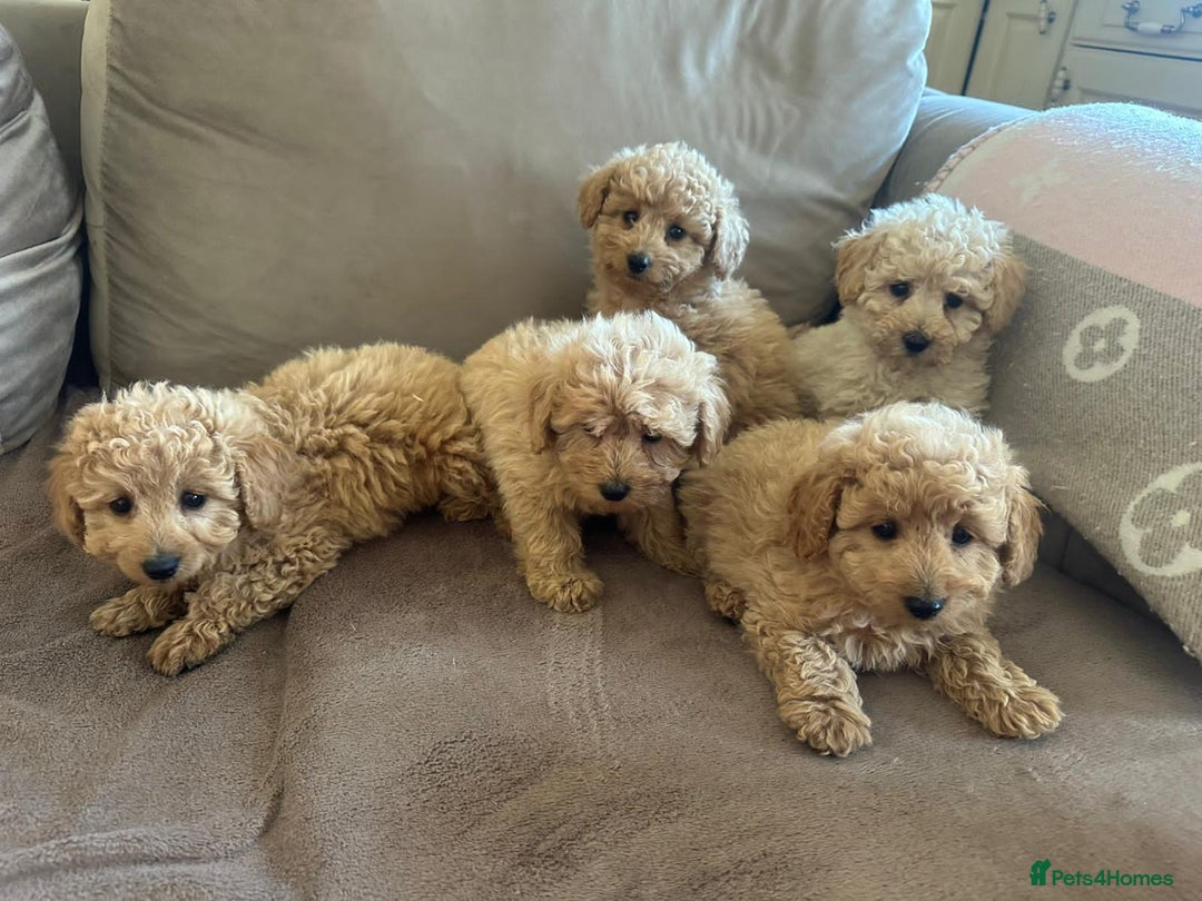 Pomapoo dogs for sale: Pomapoo puppies ready to leave now  - Image 2