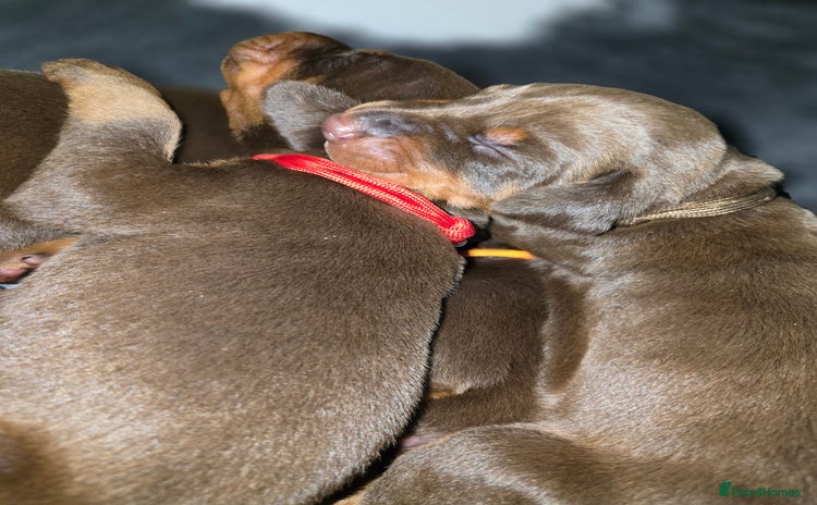 Dobermann dogs - Advert 1