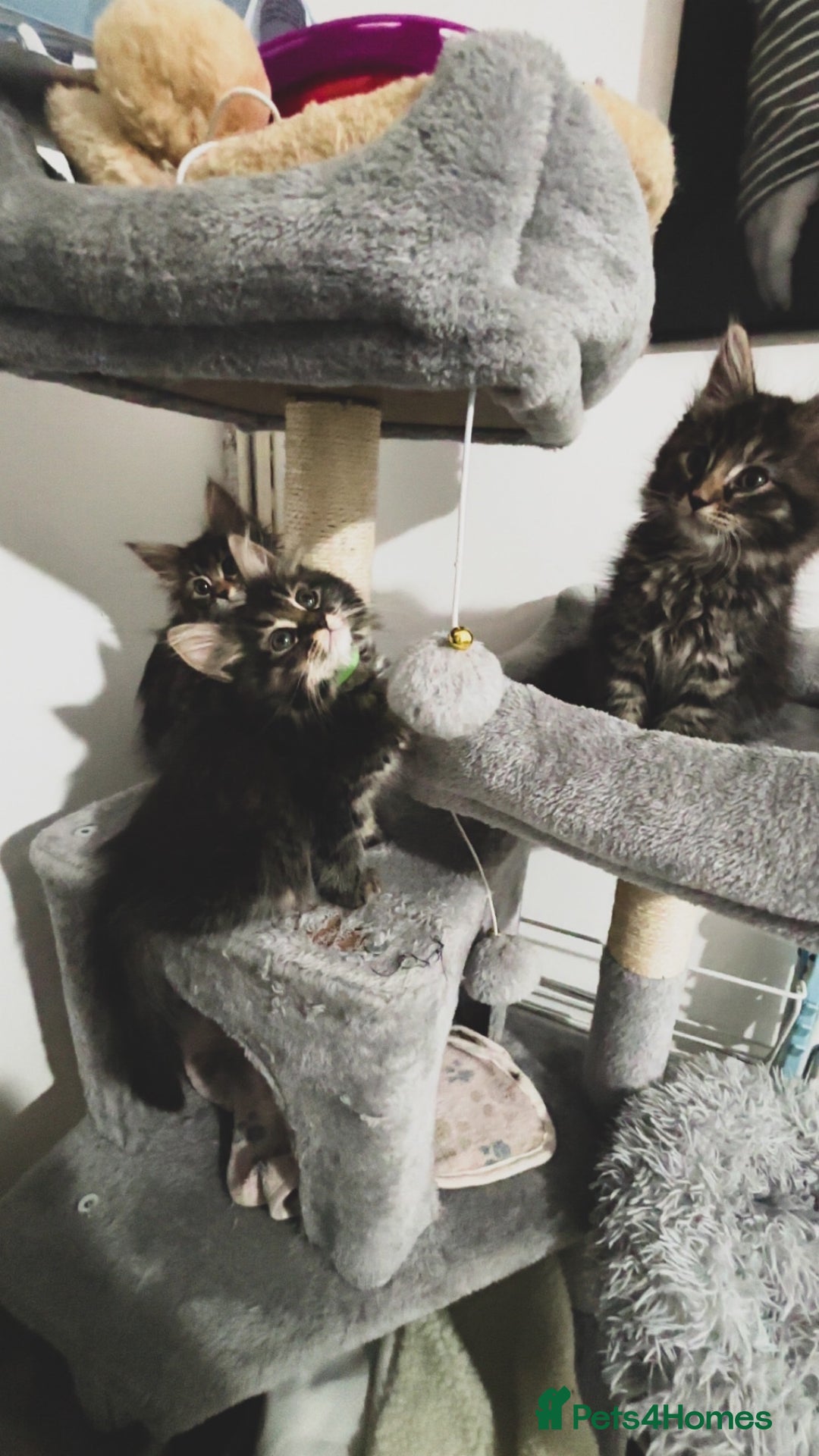 Maine Coon cats for sale: Mixed Main coon kittens available  - Advert 13