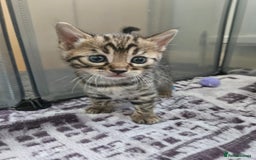 Bengal cats for sale: Lovely bengal kittens(Tica reg.)😍 - Image 19