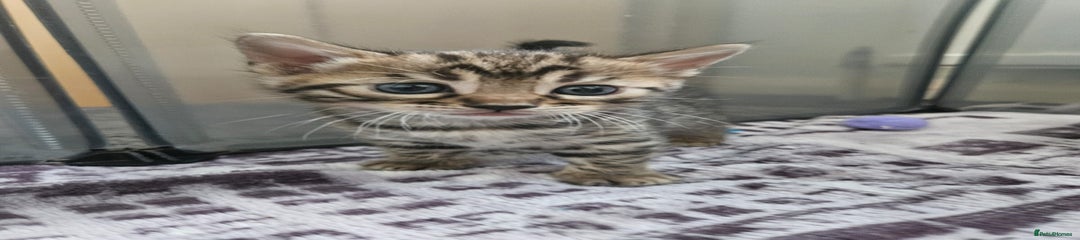 Bengal Kitten 1