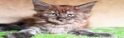 Maine Coon cats for sale: Black Smoke TICA Maine Coons - Advert 2