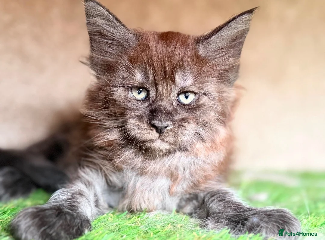 Maine Coon cats for sale: Black Smoke TICA Maine Coons - Advert 2
