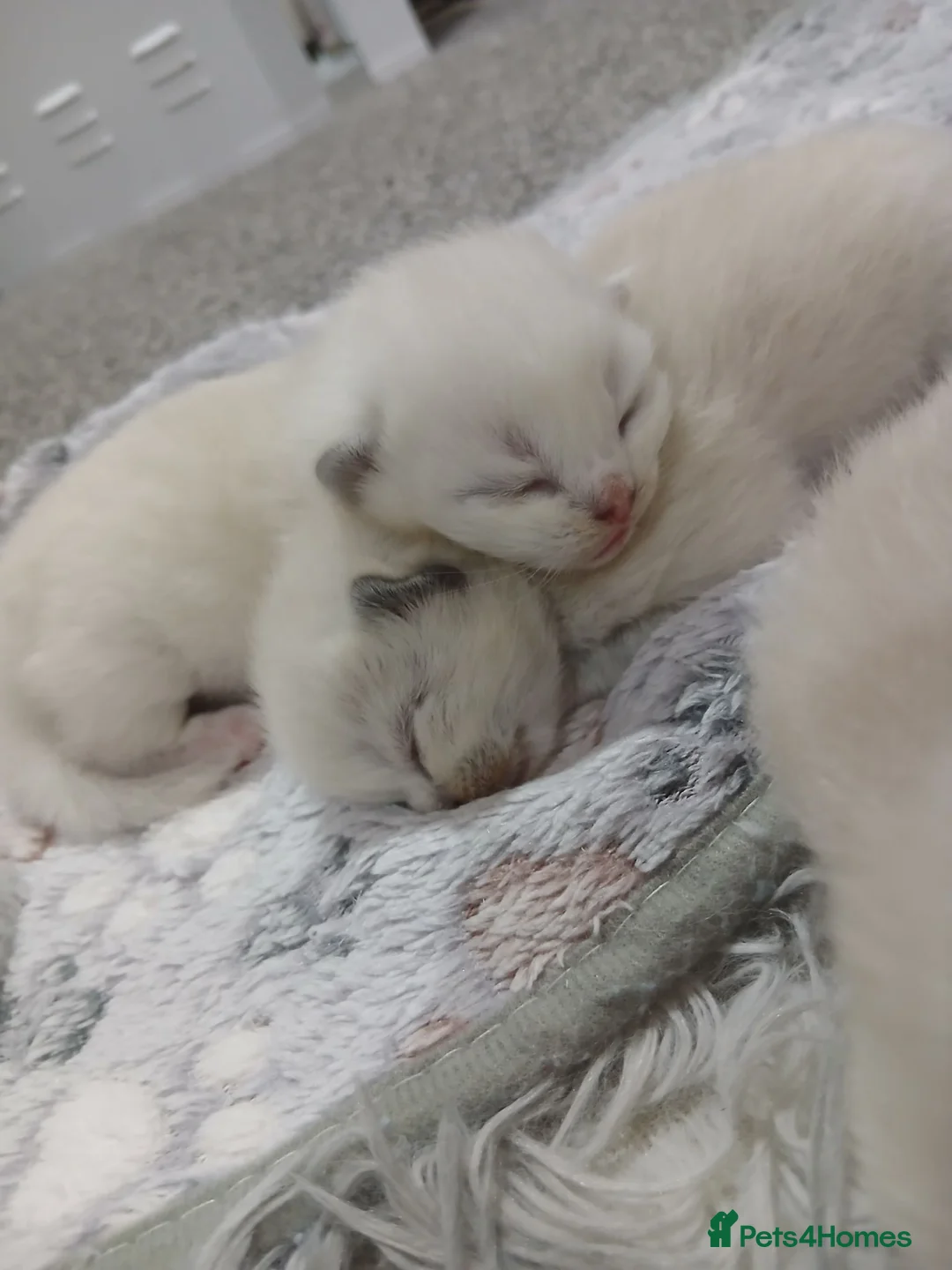 Ragdoll cats for sale: Ragdoll kittens  - Advert 1