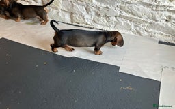 Dachshund dogs for sale: Working Teckel puppies for sale TWO ONLY LEFT - Image 10