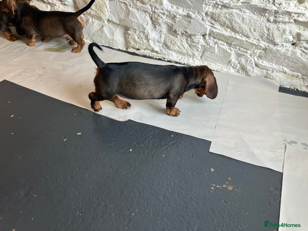 Dachshund dogs for sale: Working Teckel puppies for sale TWO ONLY LEFT - Image 10