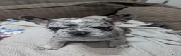 French Bulldog dogs for sale: Beautiful Merle Frenchie Girls in Aberdeen - Advert 4