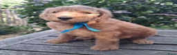 Standard Poodle dogs for sale: Standard Poodle Pups, KC Pedigree, All sold - Advert 11