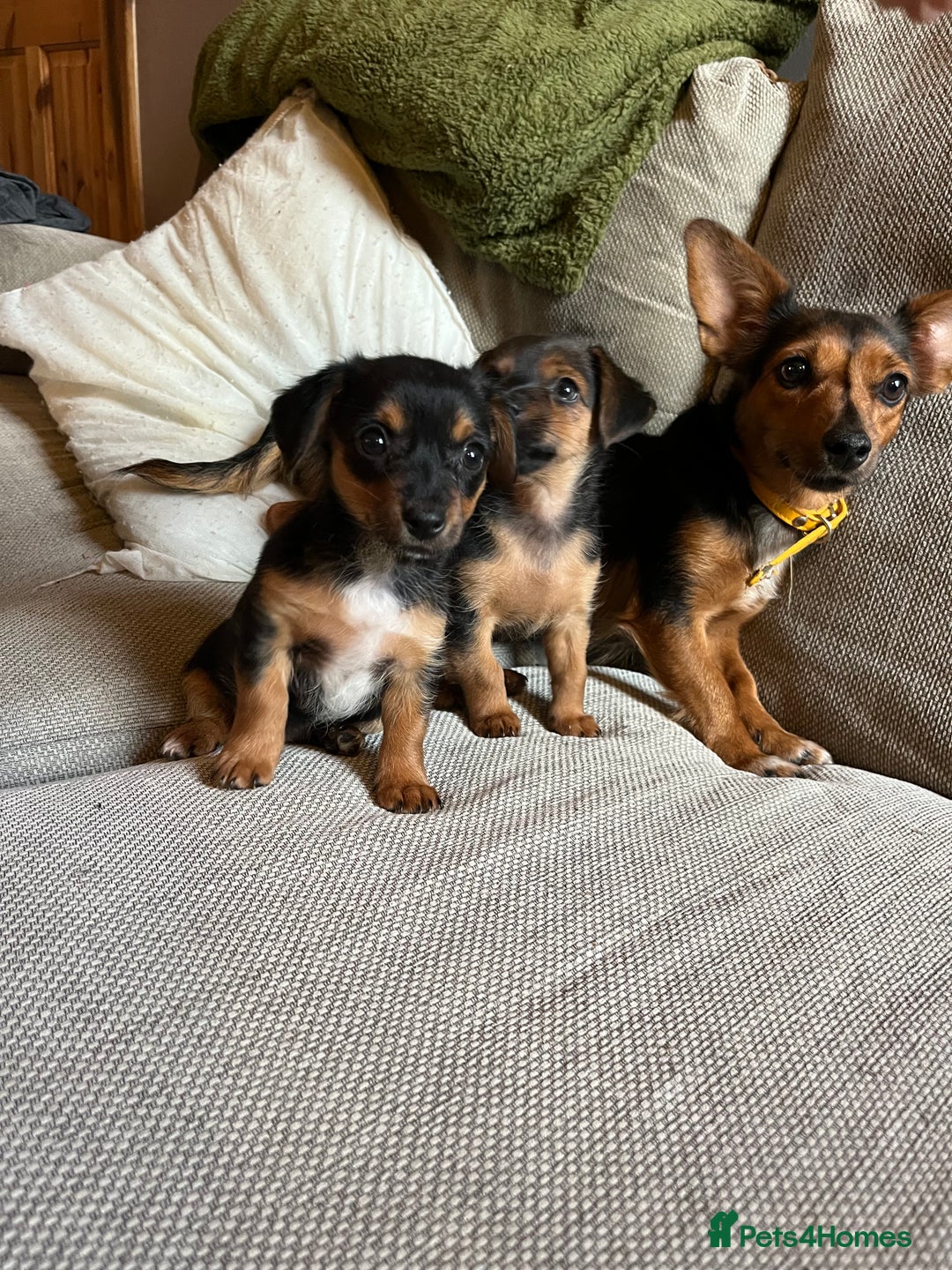 Jack Russell dogs for sale: Jack Russell puppies for sale - Advert 1