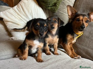 Jack Russell dogs Jack Russell puppies for sale - Advert 1