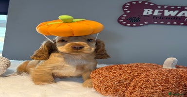 Cocker Spaniel dogs - Advert 5