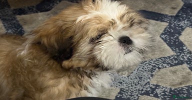 Shih Tzu dogs - Advert 8