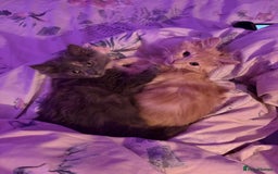 Norwegian Forest Cat cats for sale: Norwegian Forest Cat X Scottish Straight Kittens - Image 2