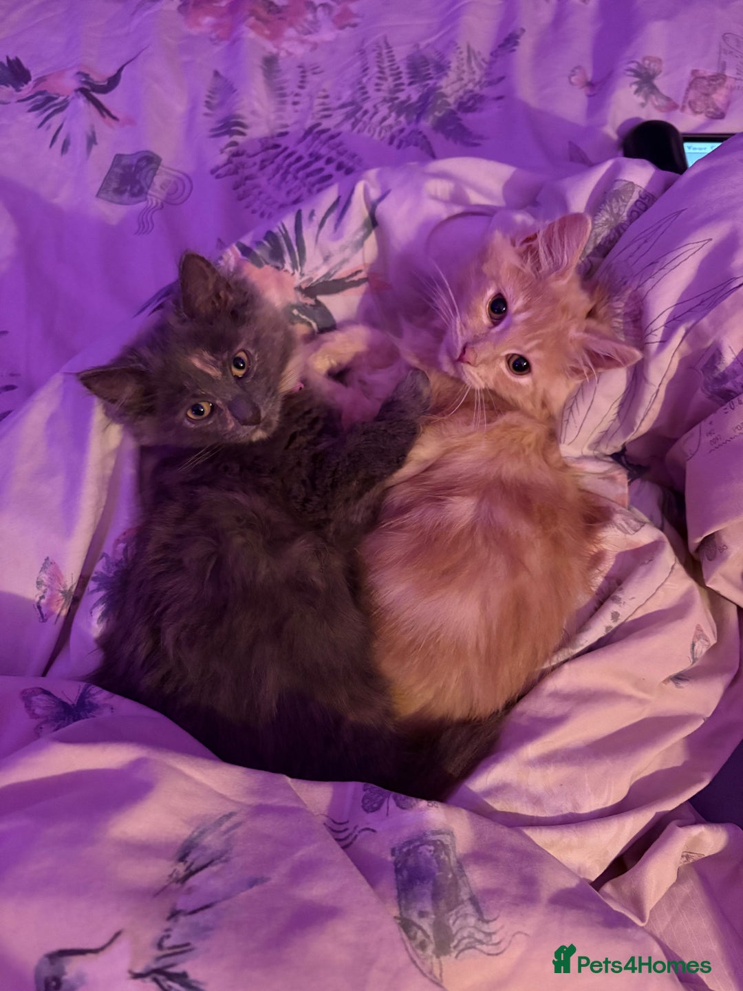Norwegian Forest Cat cats for sale: Norwegian Forest Cat X Scottish Straight Kittens - Image 2