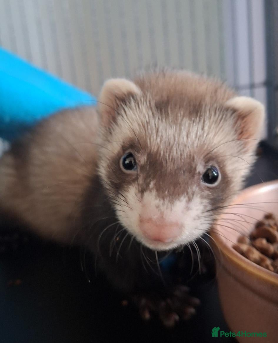 Ferret rodents 2 baby Jills - Advert 1