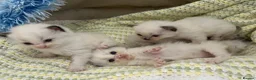 Ragdoll cats for sale: 🎀Ragdoll kittens 🎀 - Advert 3