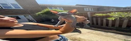 Sphynx cats for sale: Stunning sphinx kittens ready now - Advert 10