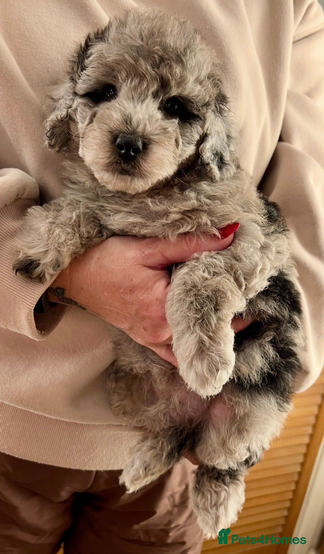 Labradoodle dogs for sale: F1b Labradoodles, Miniature Health tested parents - Advert 4