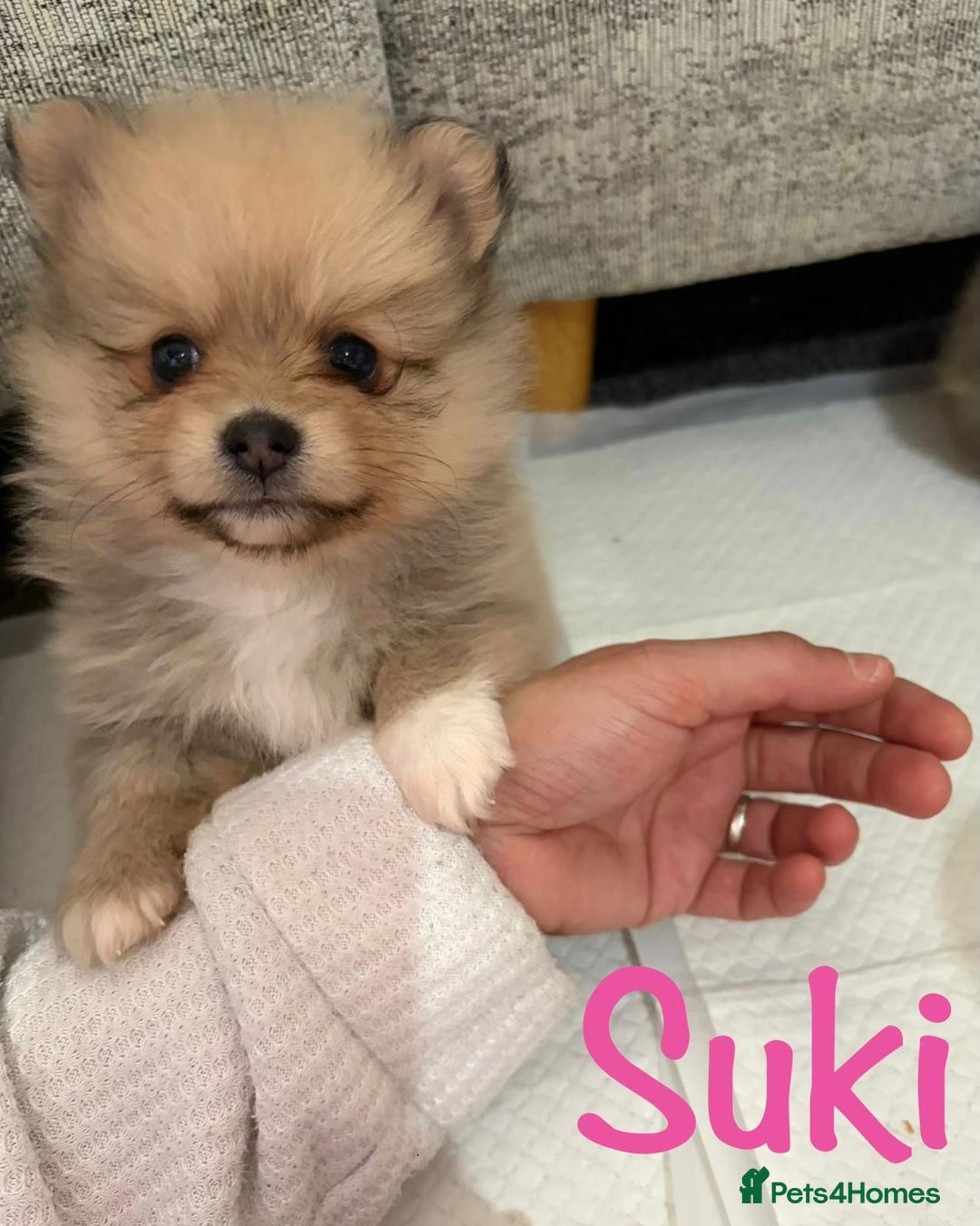 Pomeranian dogs for sale: Stunning litter of Pomeranian's  - Advert 7