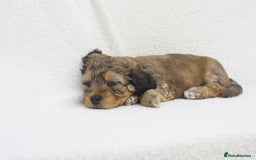 Mixed Breed dogs for sale: Havatoodle Pups - Image 10