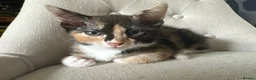 Mixed Breed cats for sale: 2 kittens available  - Advert 2