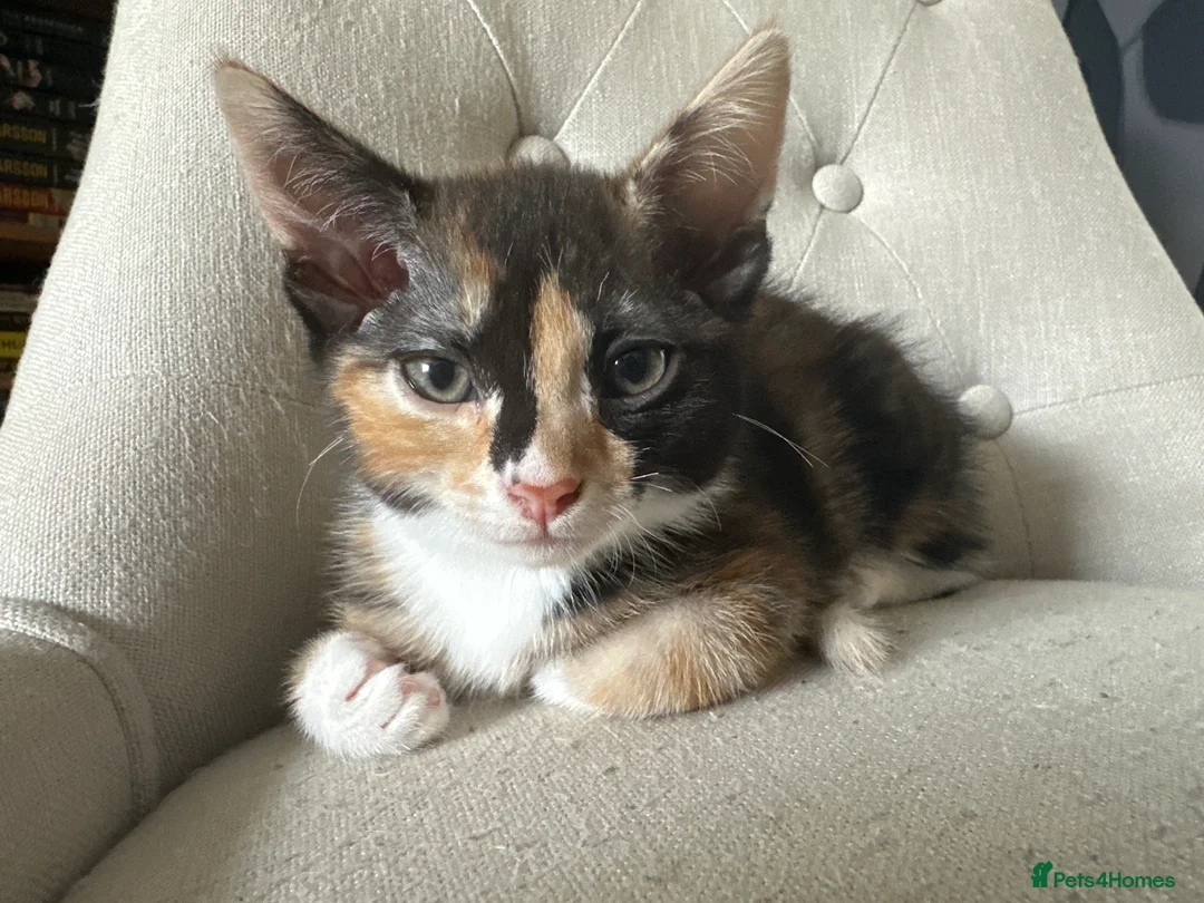 Mixed Breed cats for sale: 2 kittens available  - Advert 2