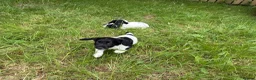 English Springer Spaniel dogs for sale: KC Registered English Springer Spaniel Pups  - Advert 13