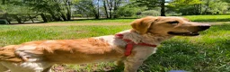 Mixed Breed dogs for adoption: Ian - setter mix puppy in Alfreton - Advert 4