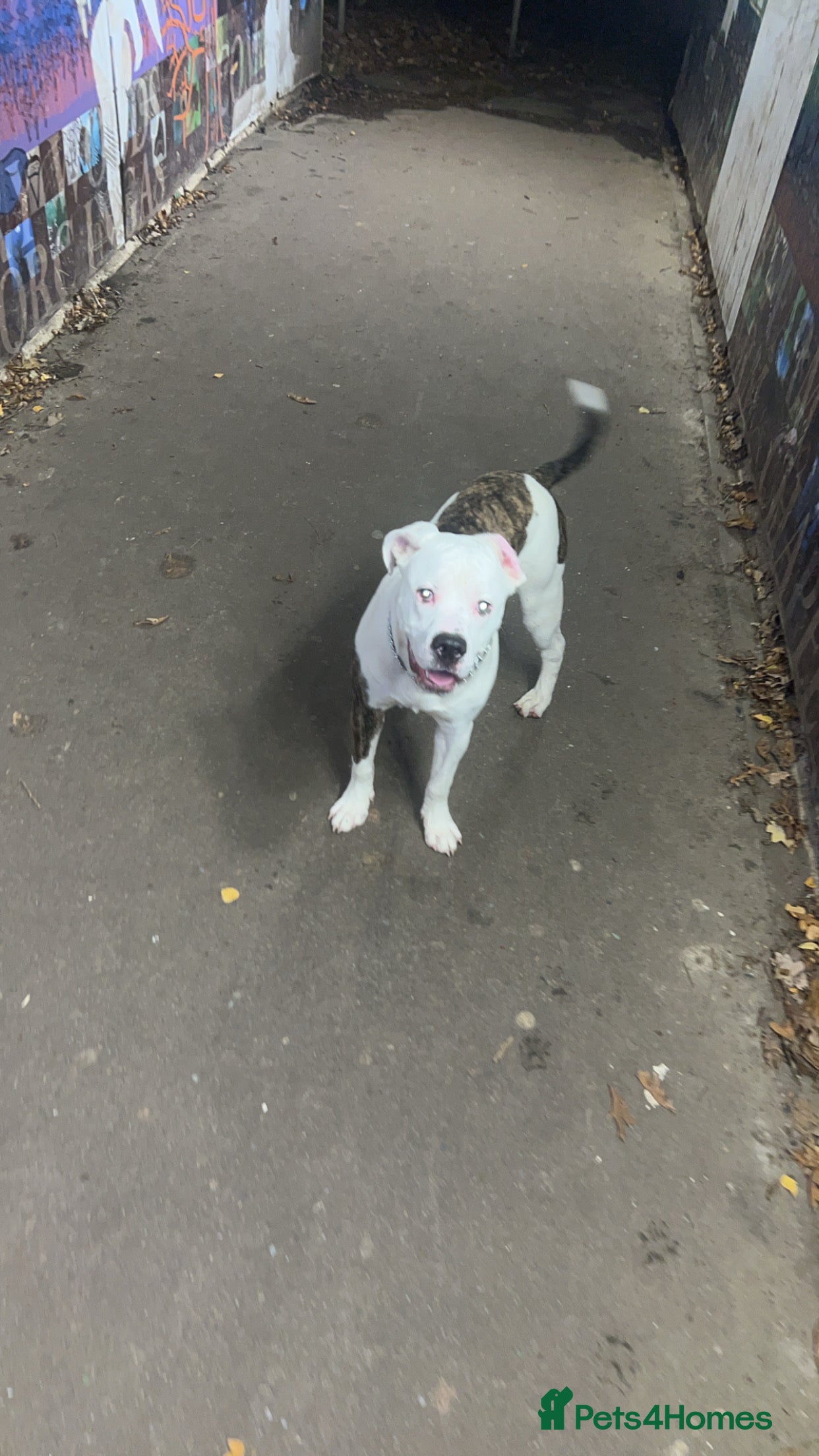 Mixed Breed dogs Aj American bulldog  - Advert 4