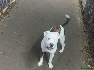 Mixed Breed dogs Aj American bulldog - Advert 1