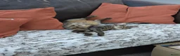 Savannah cats for sale: 2 female savannahs  - Advert 3
