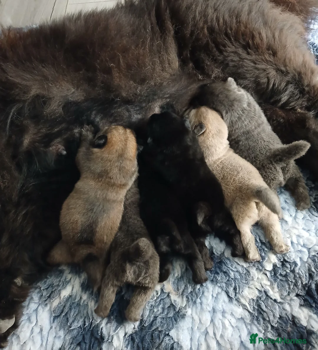 Chow Chow dogs for sale: Beautiful kc registered chow chow pups - Advert 1