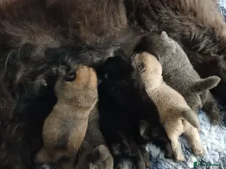 Chow Chow dogs Beautiful kc registered chow chow pups - Advert 9