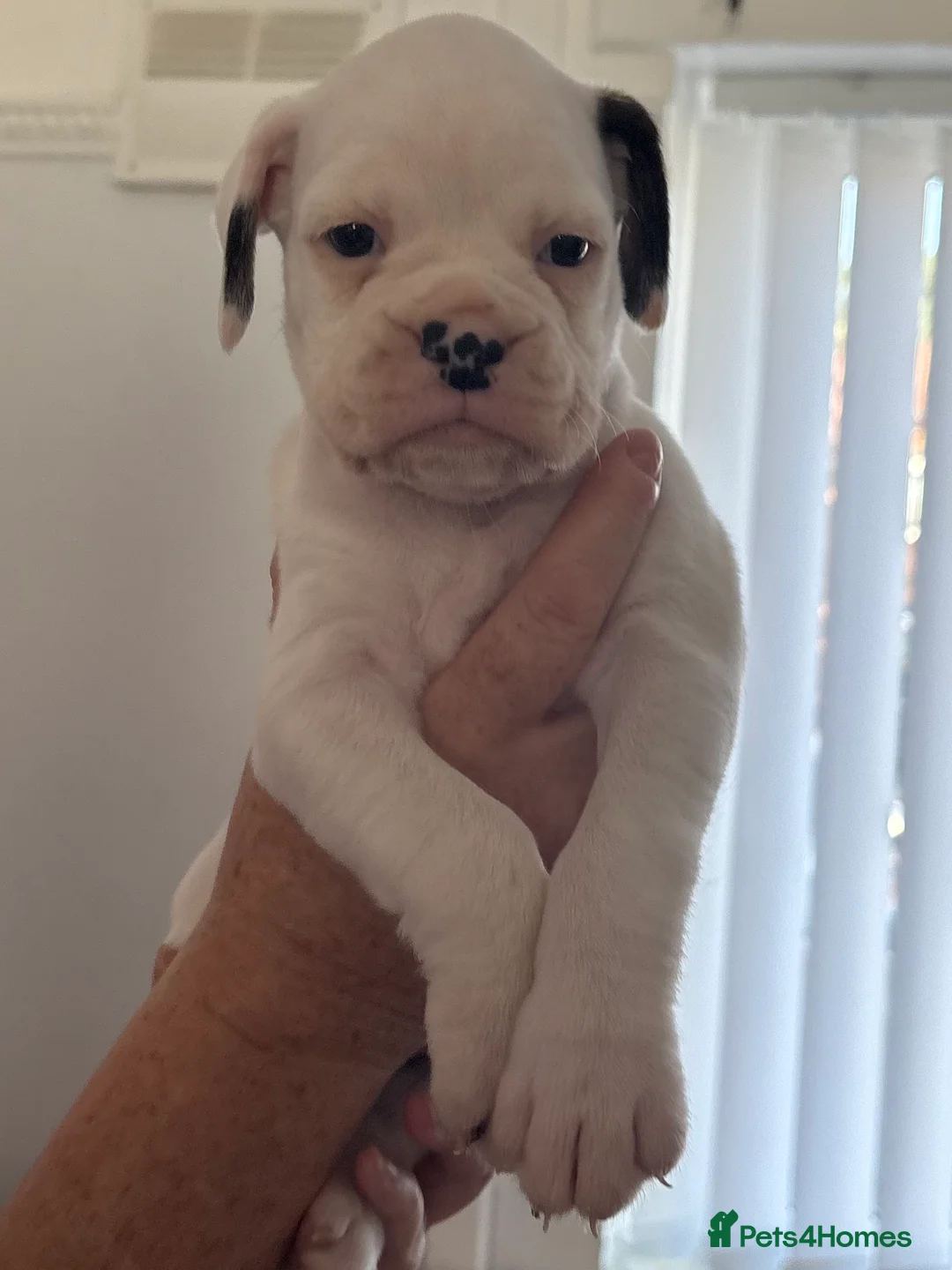 Boxer dogs for sale: 8 KC Registered boxer puppies for sale  - Advert 2