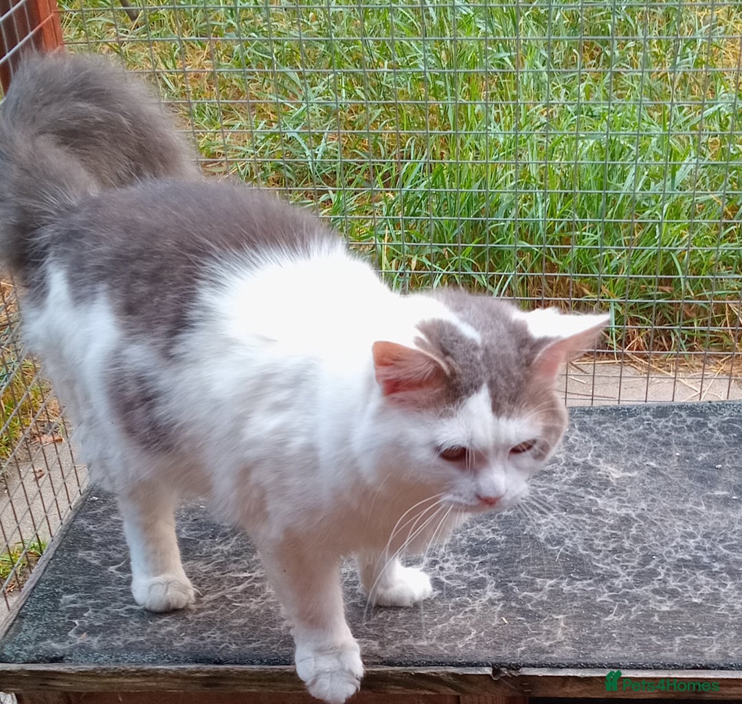 Mixed Breed cats for sale: Beautiful Kittens Available  - Image 6