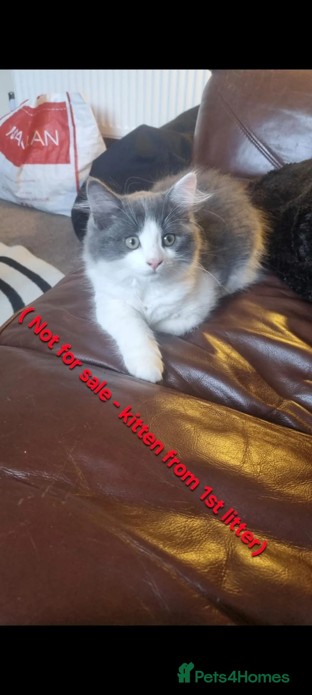 Mixed Breed cats for sale: 3 white ragdoll cross kittens for sale! - Advert 2