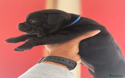 Staffordshire Bull Terrier dogs for sale: Outstanding KC blue gene carriers - Image 2