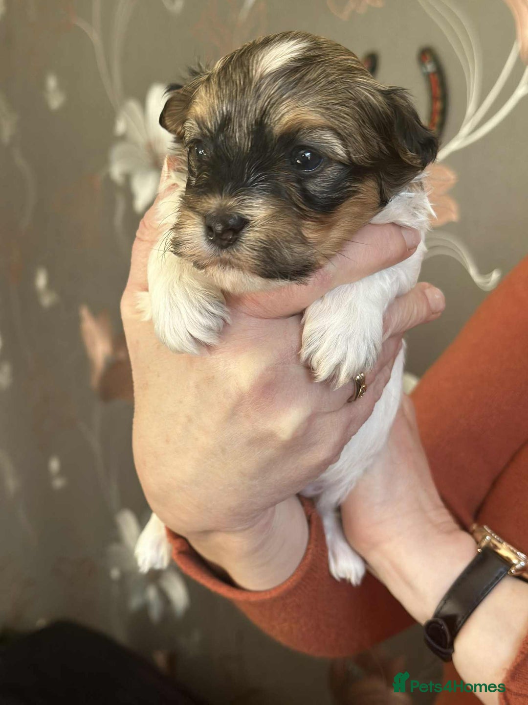 Havanese dogs for sale: Stunning House reared pure bred Havanese Babies  - Advert 18