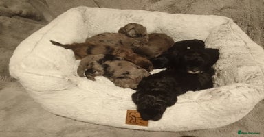 Shihpoo dogs - Advert 2