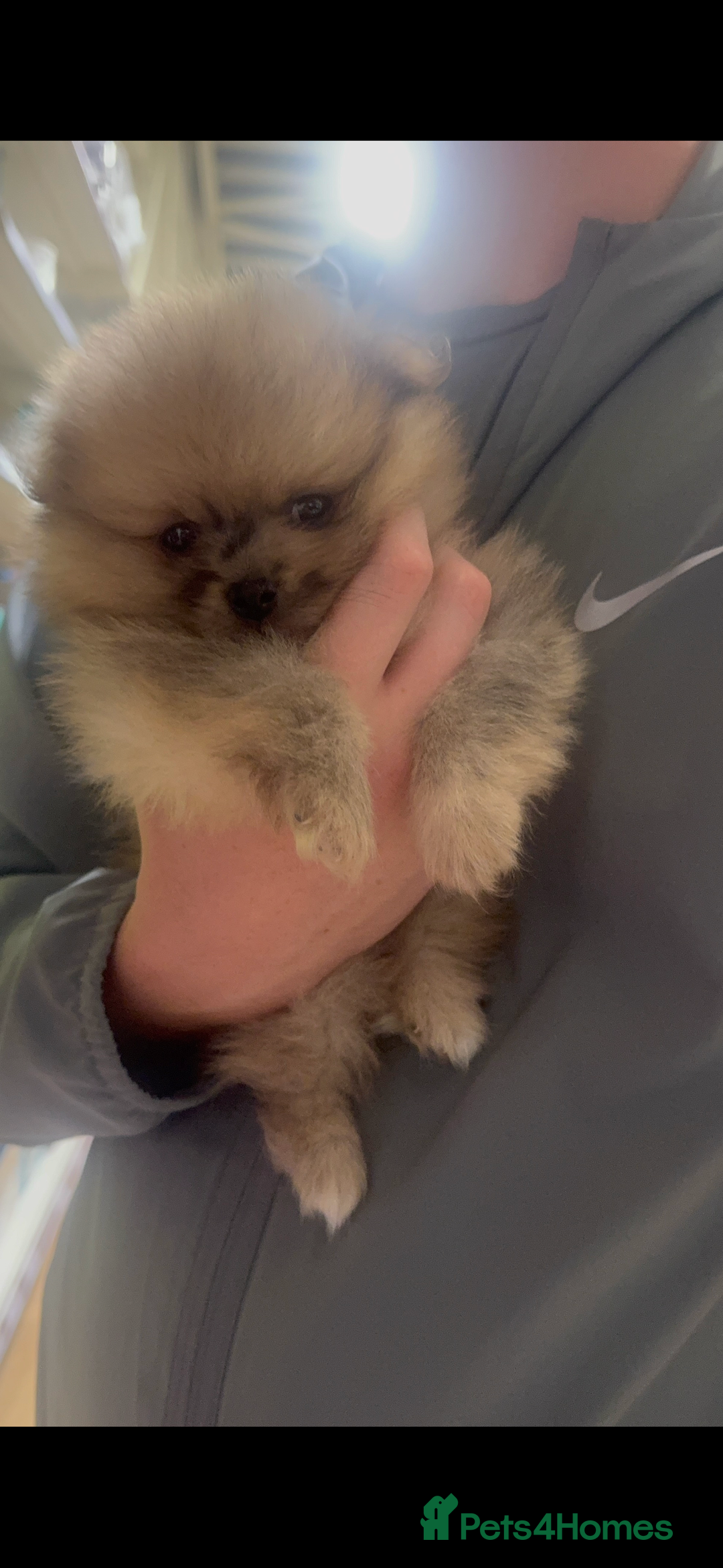 Pomeranian dogs for sale: Xs Merle Pomeranian pup⭐️⭐️⭐️ - Image 4