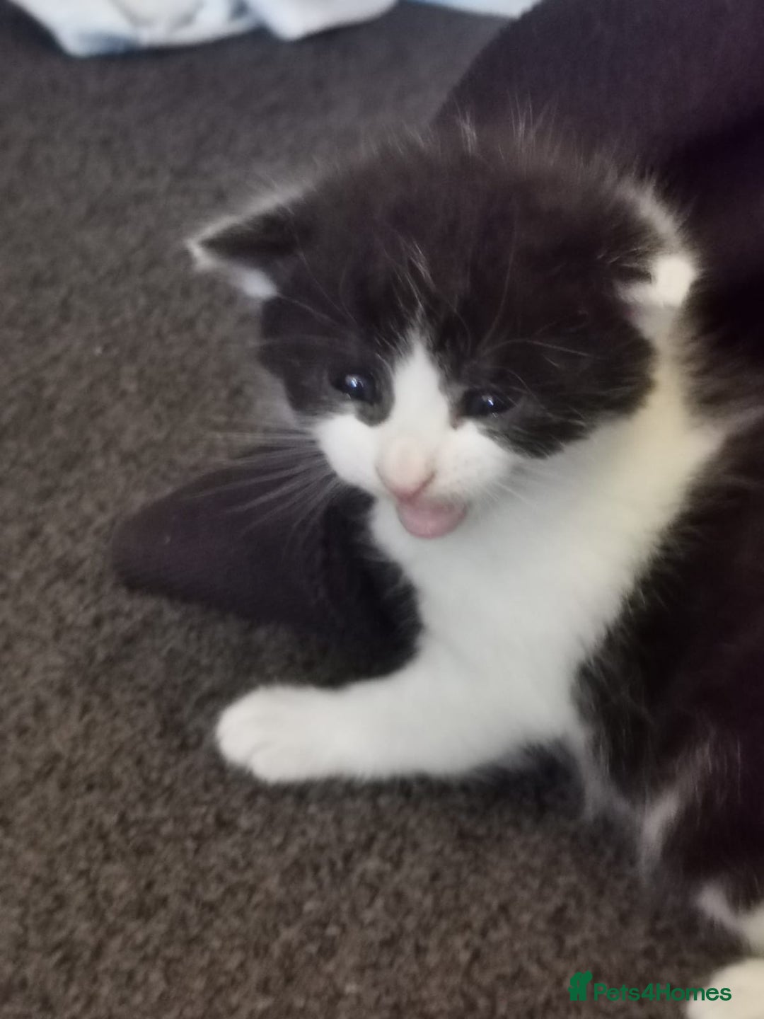 Mixed Breed cats for sale: 12 week male kittens  - Image 4