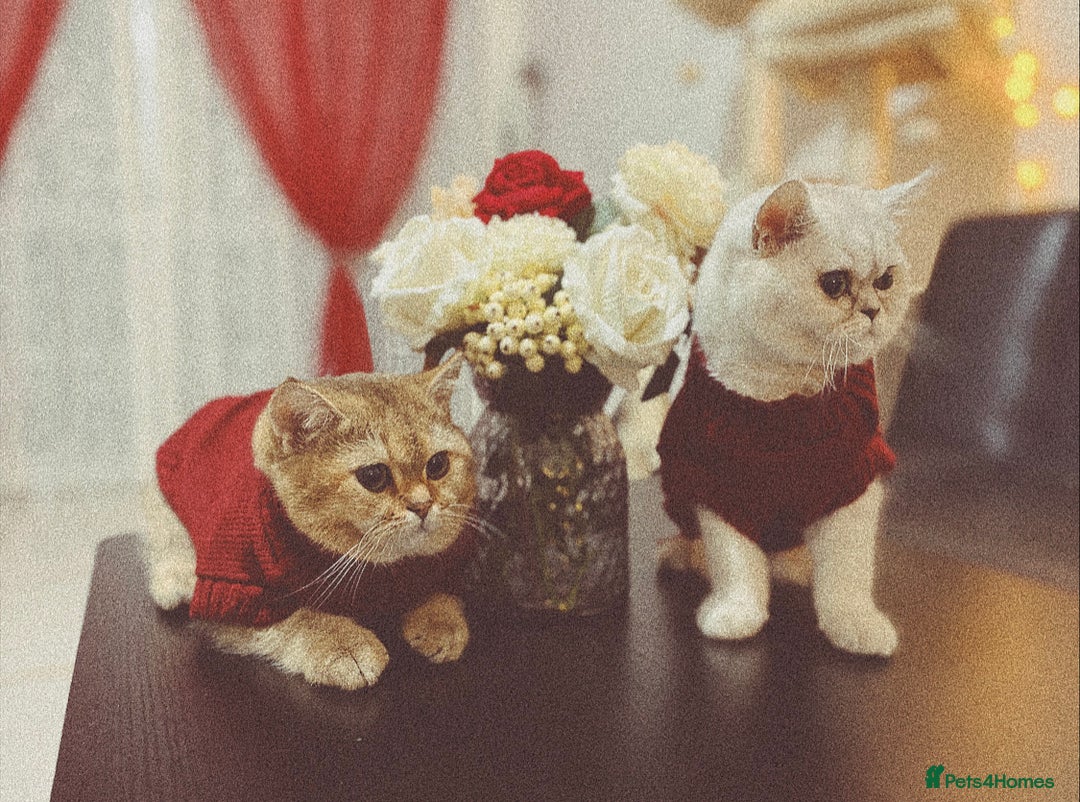 British Shorthair cats for sale: British Shorthair up for adoption  - Advert 3