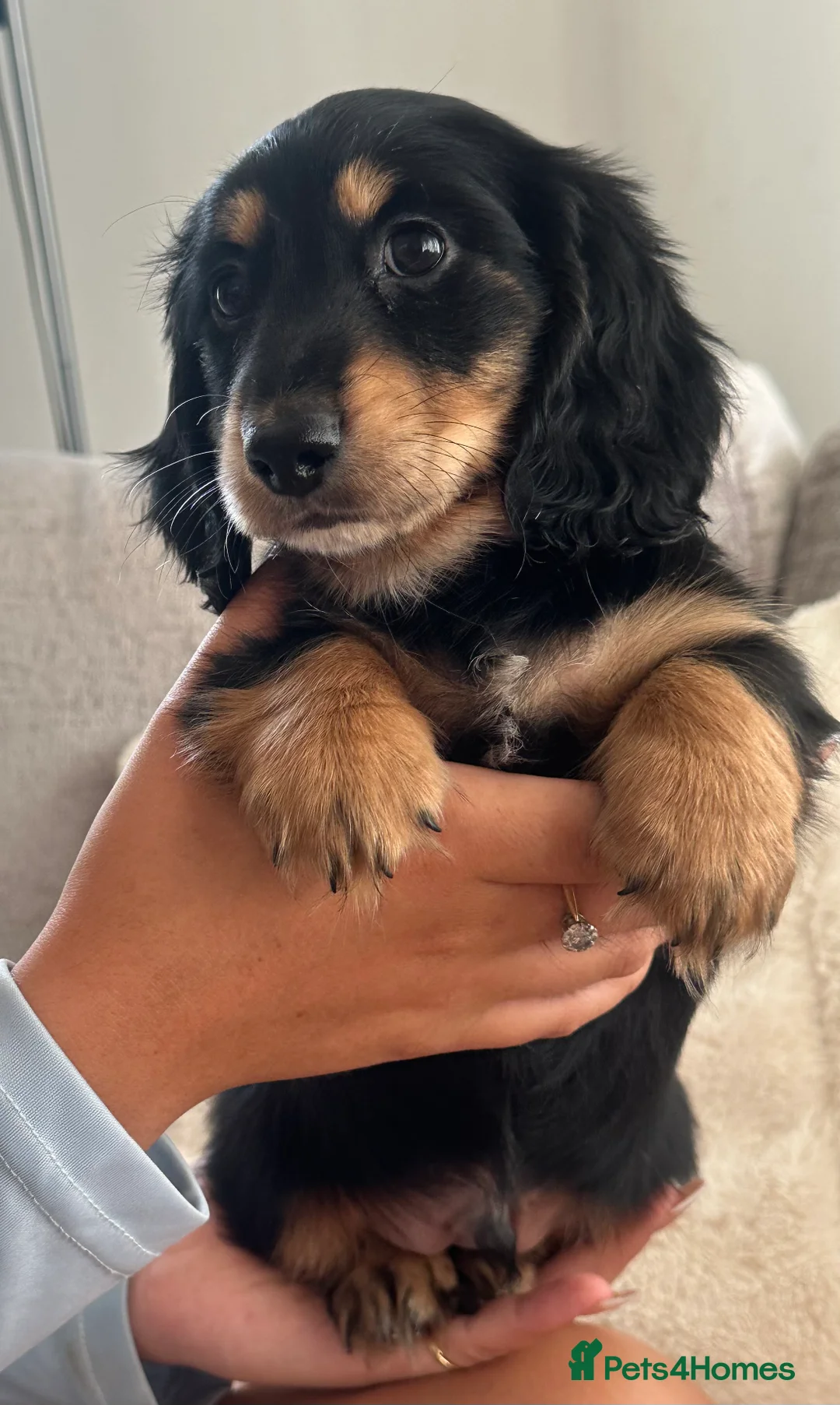 Miniature Dachshund dogs for sale: Long haired miniature dachshund puppy’s  - Advert 19