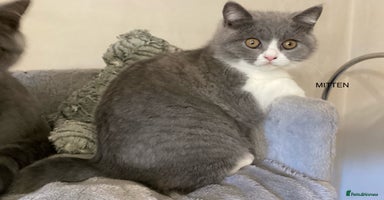 British Shorthair cats - Advert 7