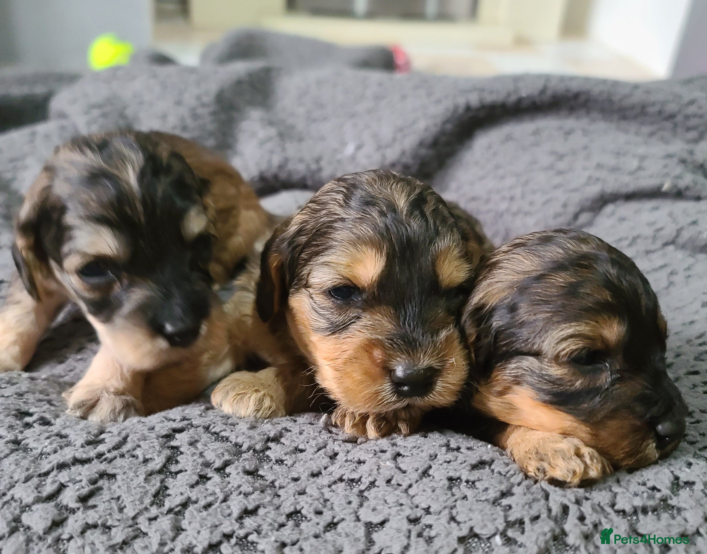 Cockapoo dogs 3 GIRLS Sable F1b Cockapoos DNA TESTED,VET CHECKED - Advert 6