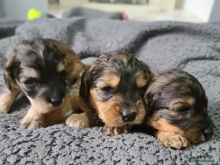 Cockapoo dogs 3 GIRLS Sable F1b Cockapoos DNA TESTED,VET CHECKED - Advert 8