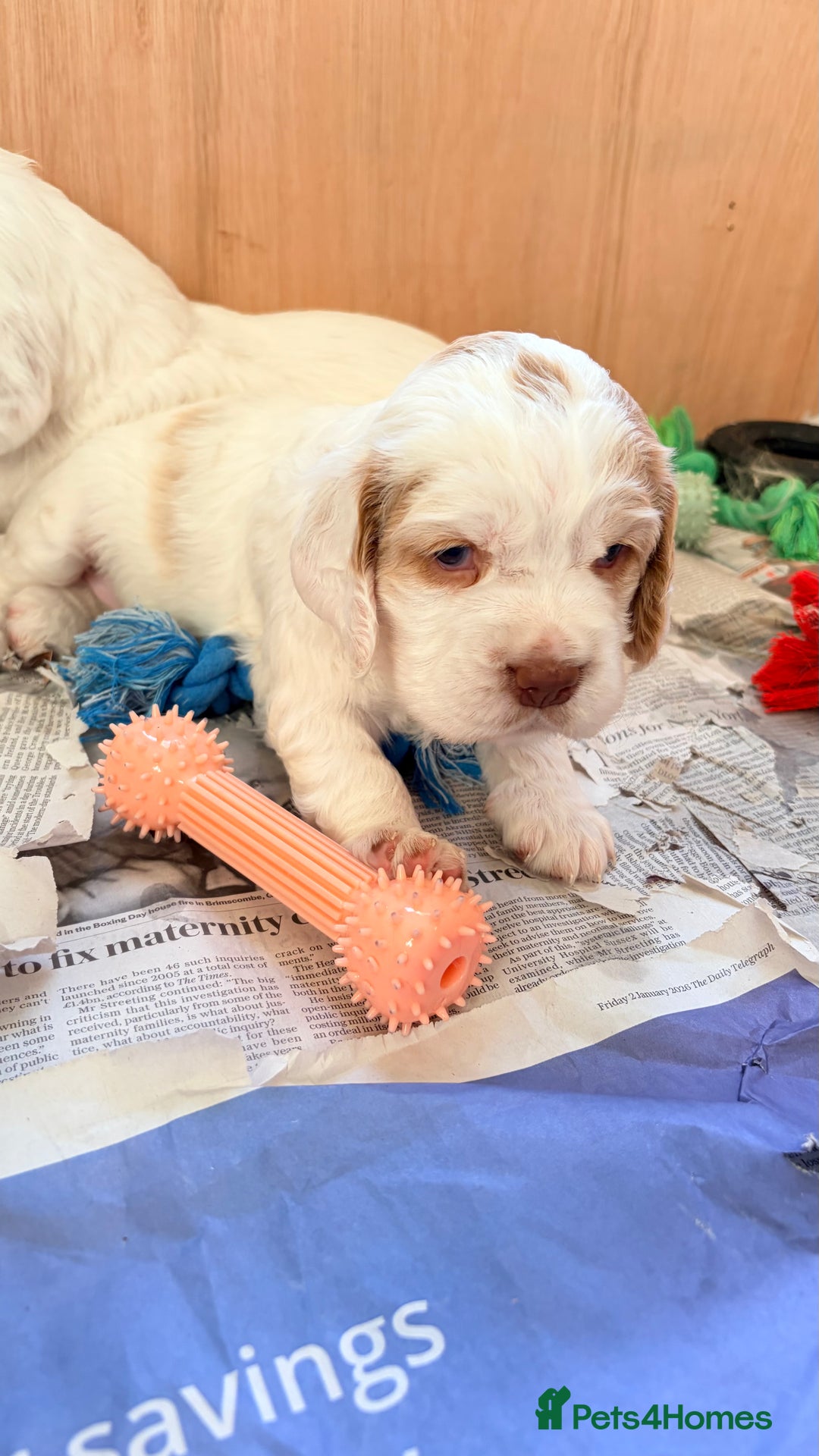 Clumber Spaniel dogs for sale: Clumber Spaniel Puppies For Sale  - Advert 17
