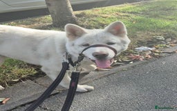 Akita dogs for sale: Beautiful male American akita  - Image 2