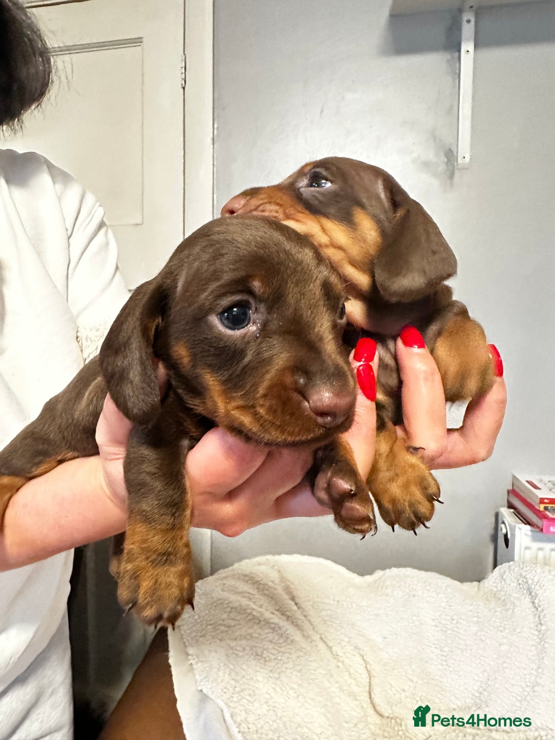Miniature Dachshund dogs for sale: sweet mini dachshund babies - Advert 4
