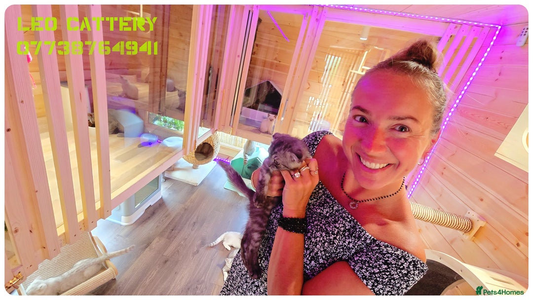 Scottish Fold cats for sale: SCOTTISH FOLD KITTENS ( DELIVERY  AVAILABLE) - Image 18